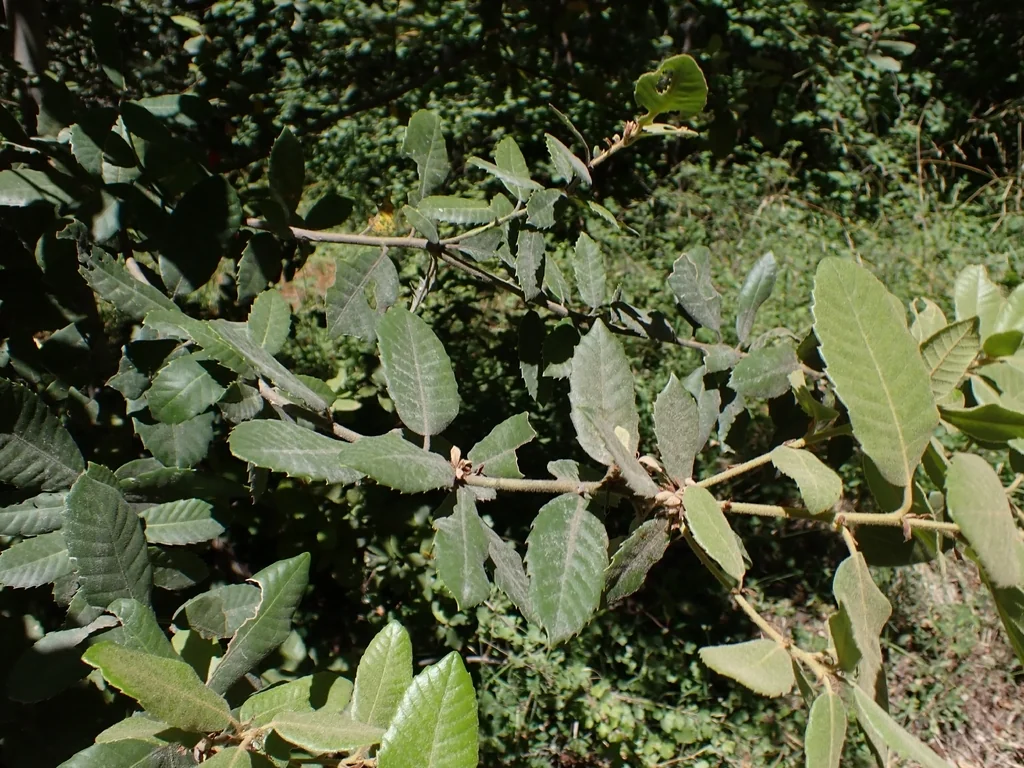 Notholithocarpus Densiflorus