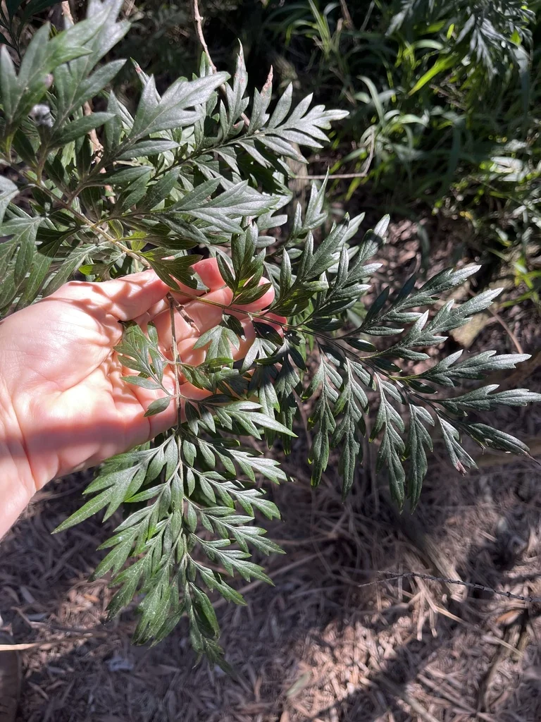 Grevillea Robusta