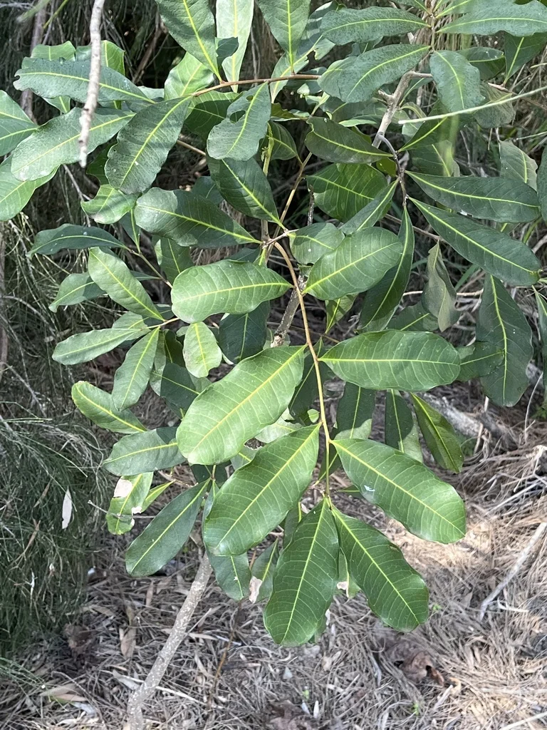 Cupaniopsis Anacardioides