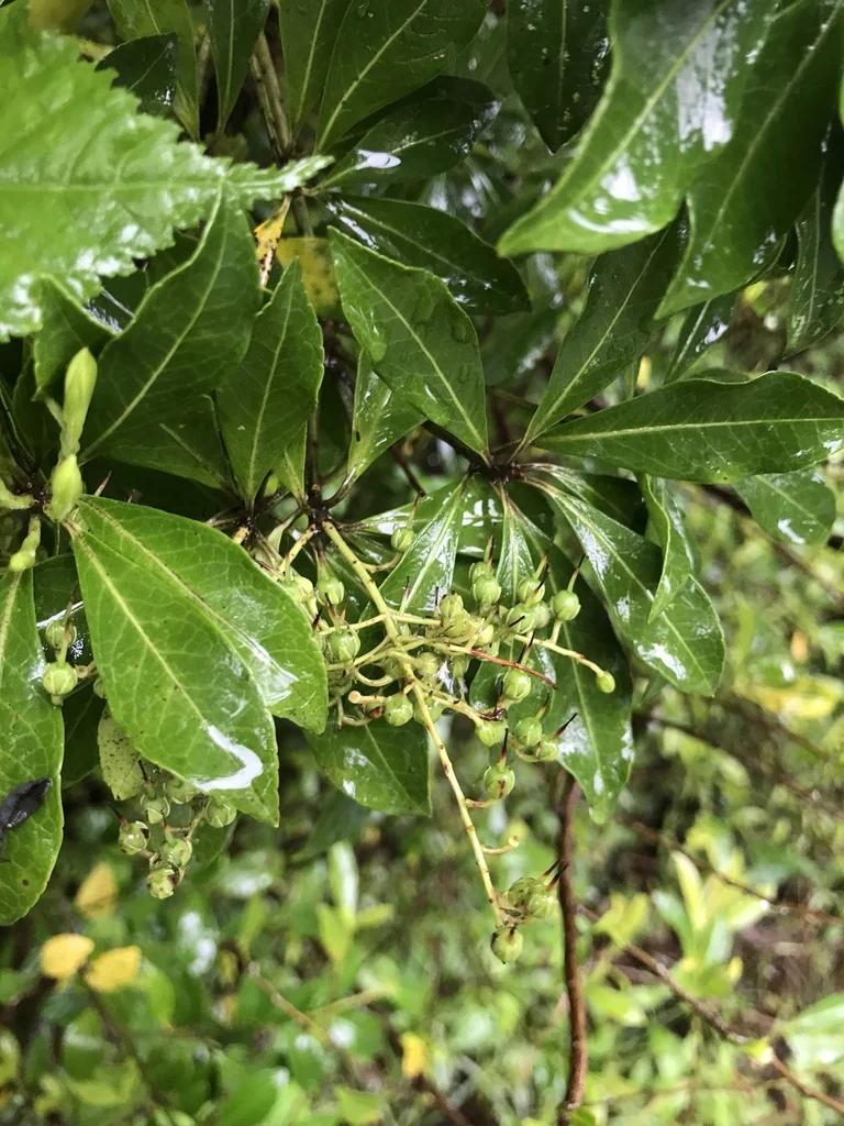 Pieris japonica