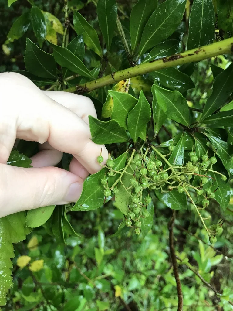 Pieris Japonica
