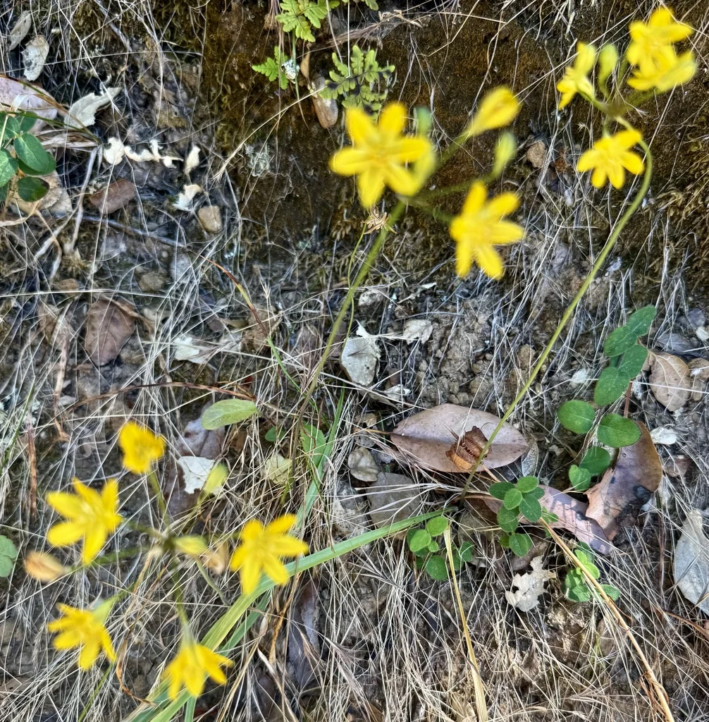 Triteleia Ixioides