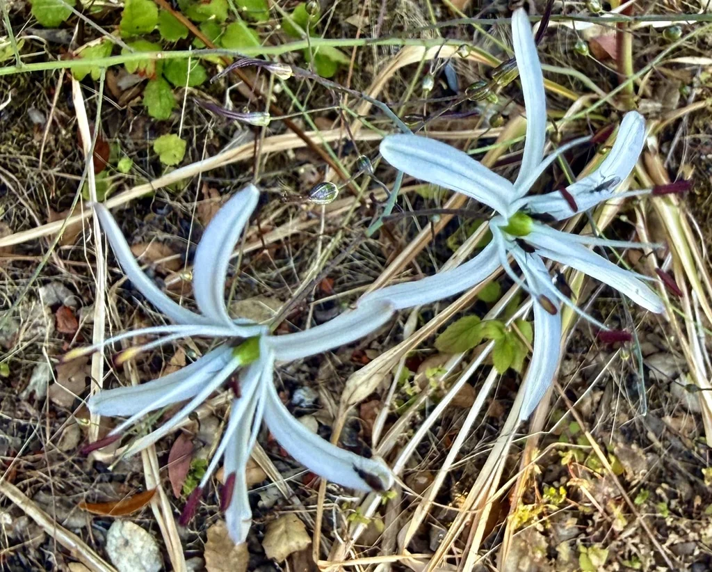 Chlorogalum Pomeridianum