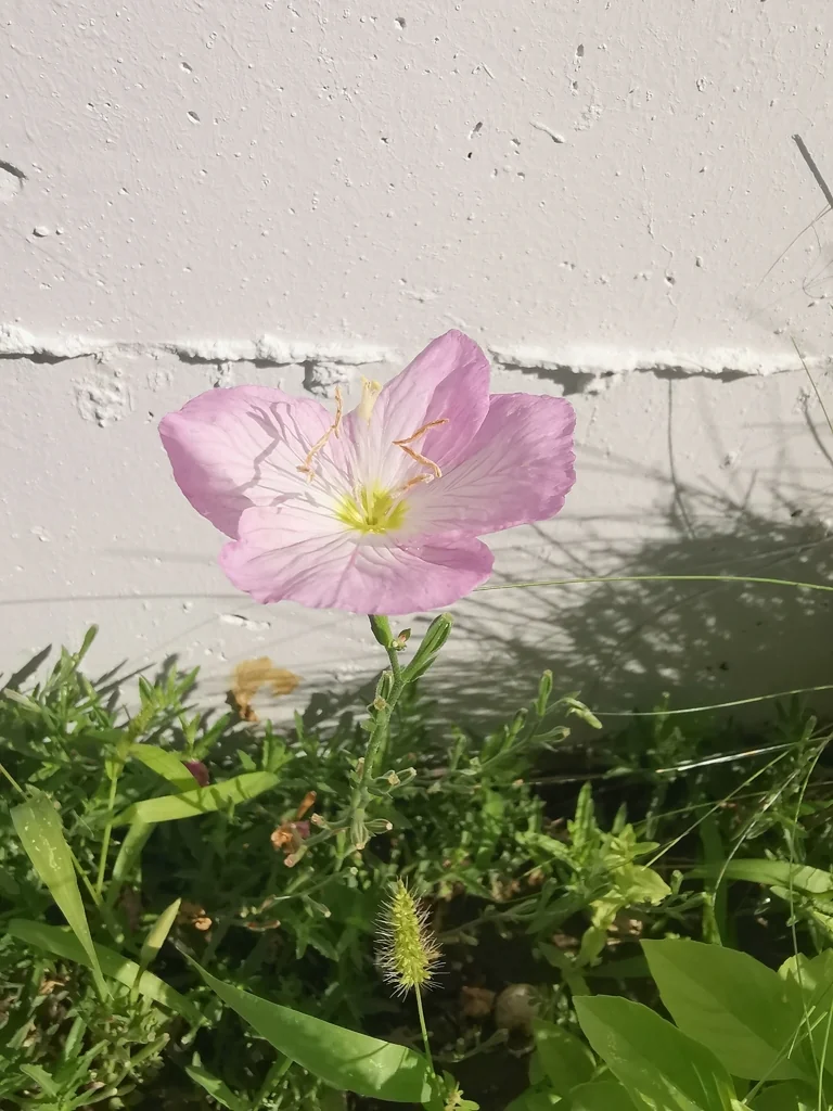 Oenothera Speciosa