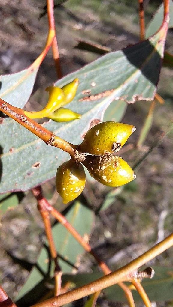 Eucalyptus Leucoxylon
