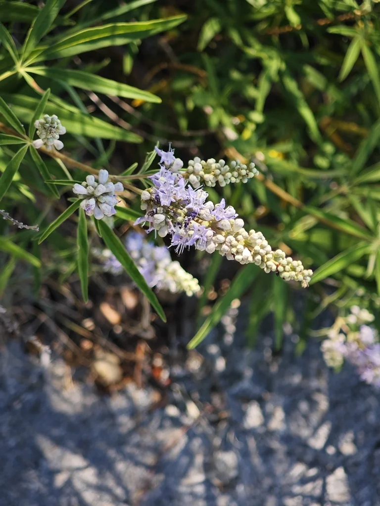 Vitex Agnus-Castus