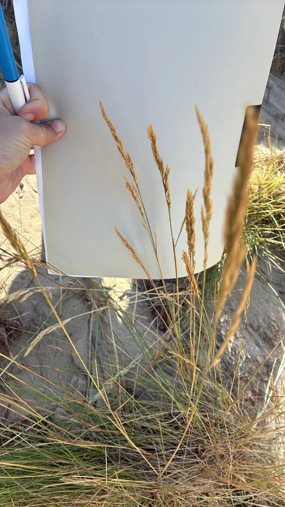 Festuca Rubra
