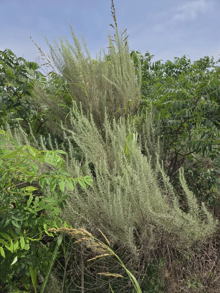 Artemisia Filifolia