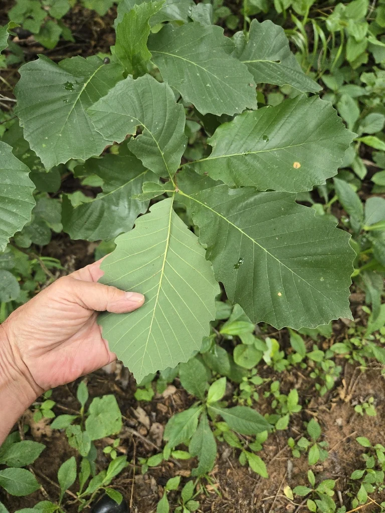 Quercus Muehlenbergii