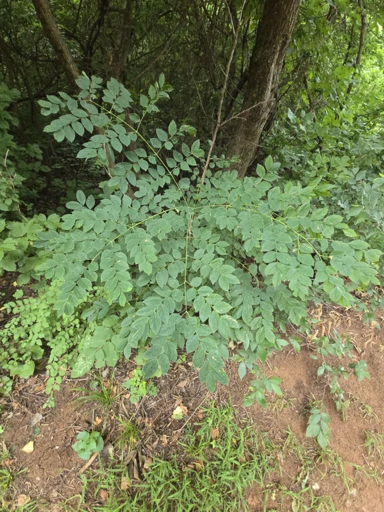 Gymnocladus Dioicus