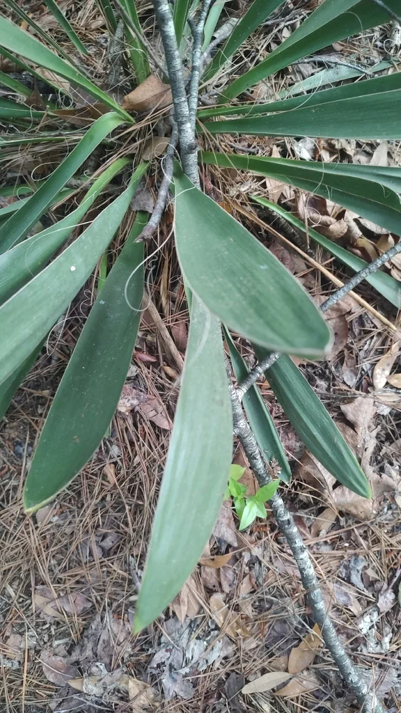 Yucca Filamentosa