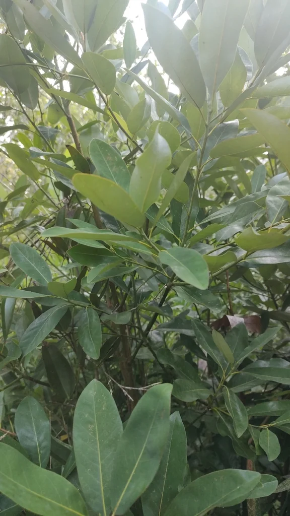 Magnolia Virginiana