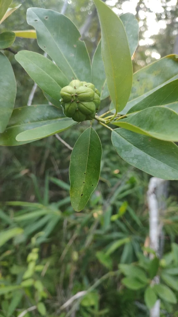 Magnolia Virginiana