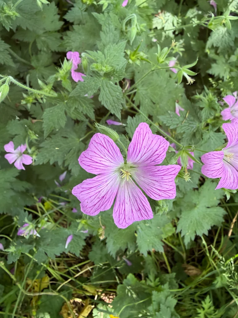 Geranium Endressii