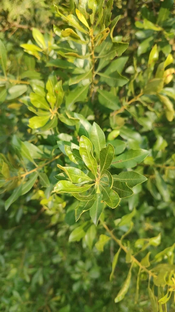 Morella Cerifera