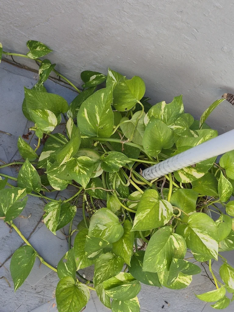 Epipremnum aureum