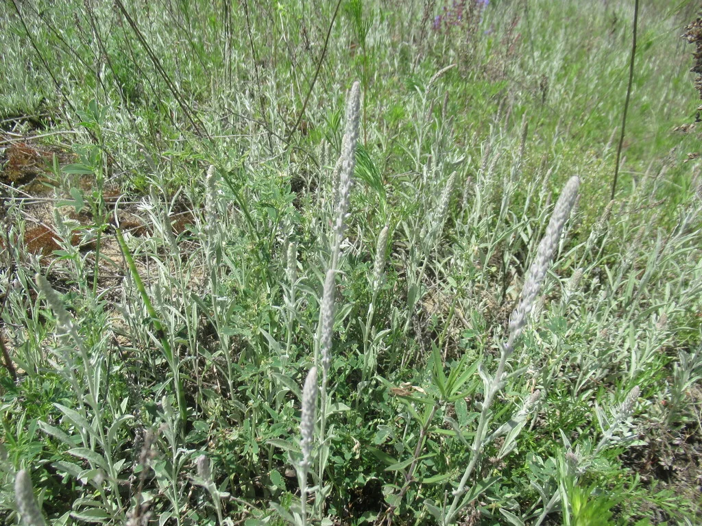 Veronica Spicata Incana