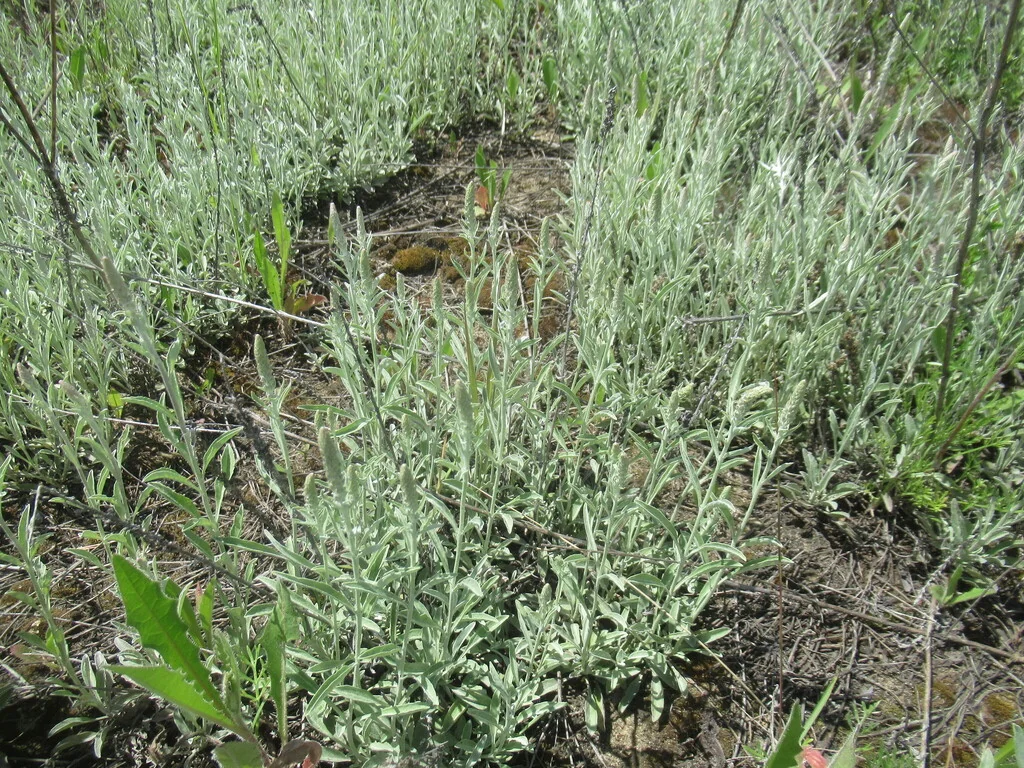 Veronica Spicata Incana