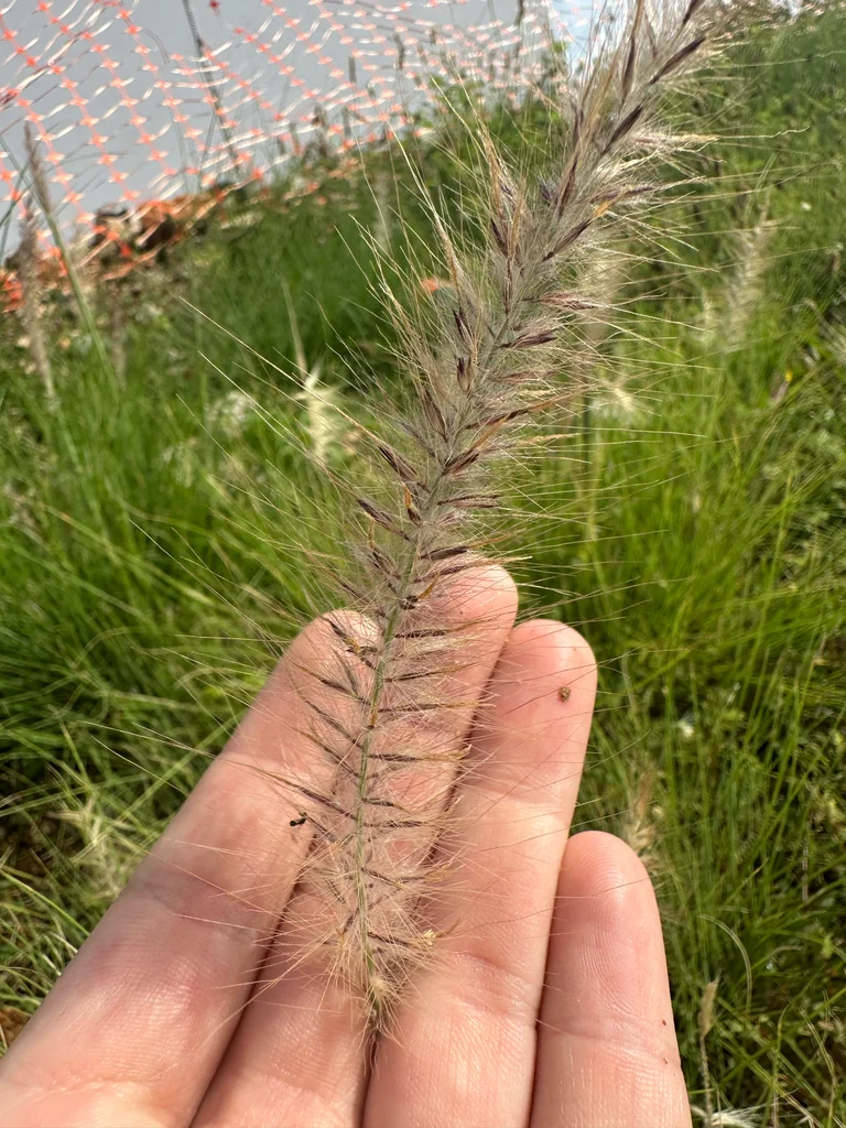 Pennisetum Setaceum