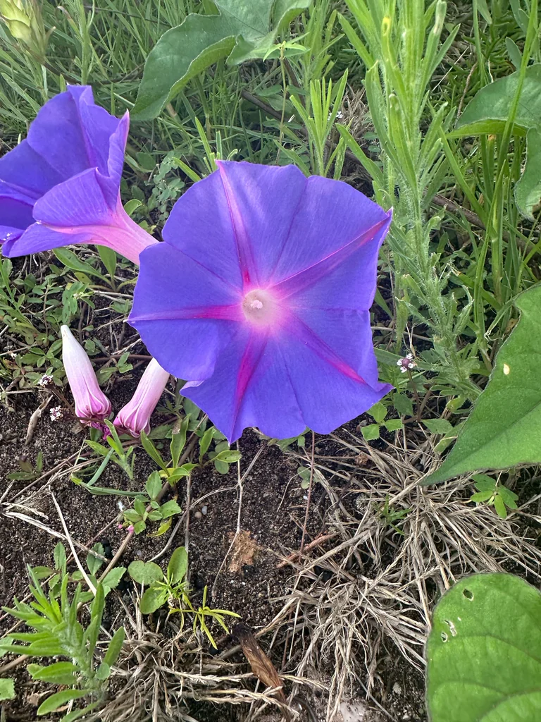 Ipomoea Indica