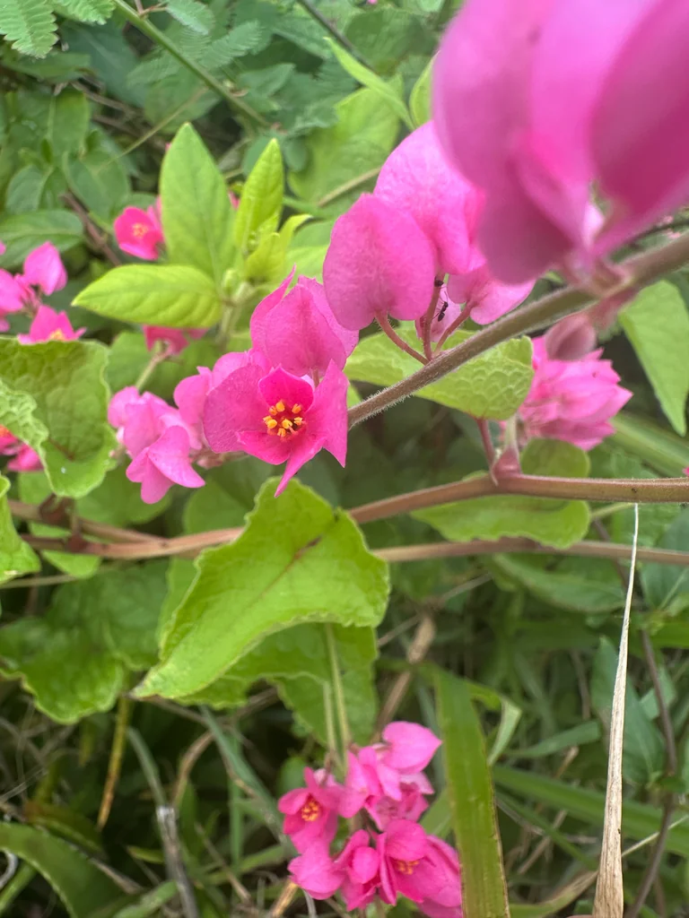 Antigonon Leptopus