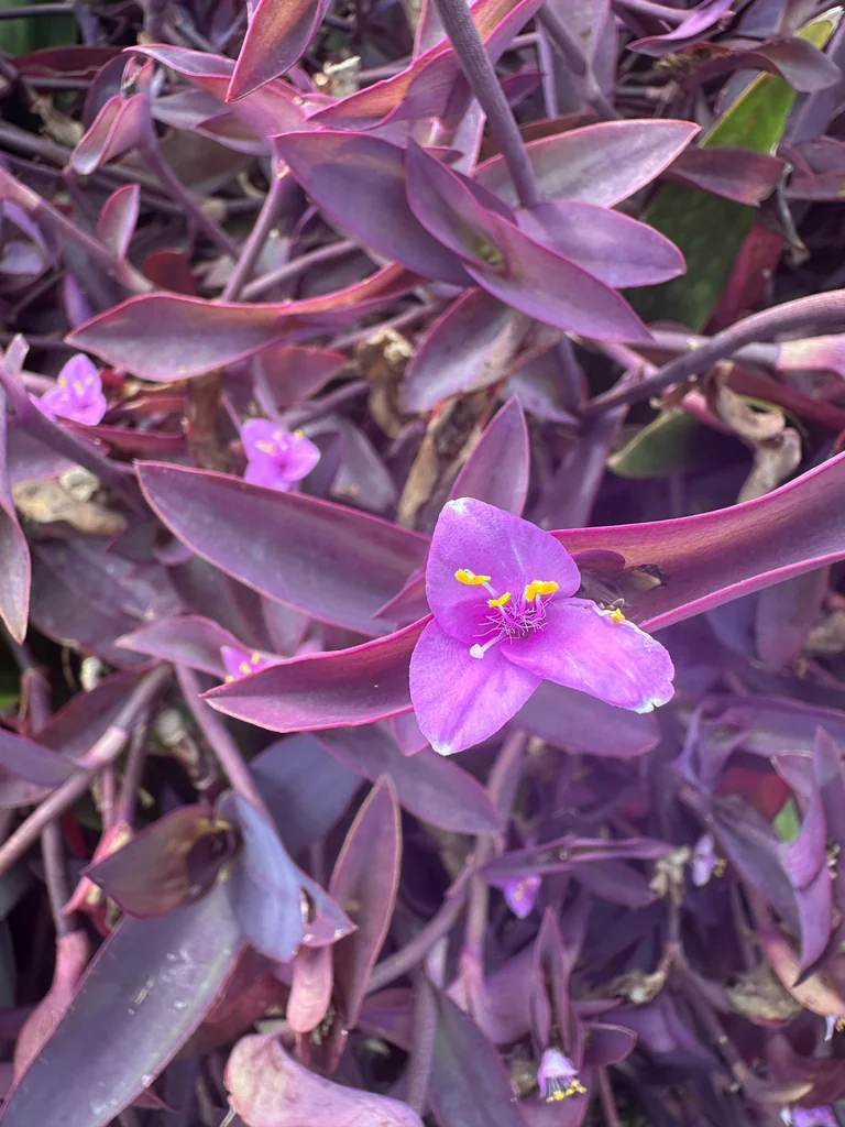 Tradescantia pallida