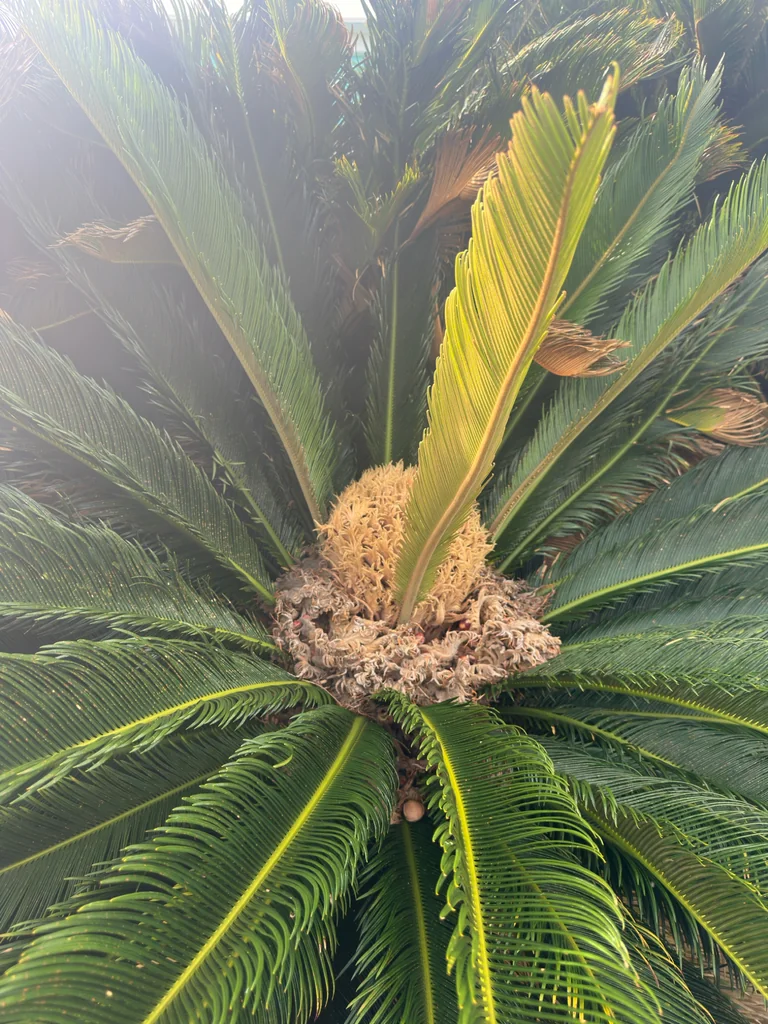 Cycas Revoluta
