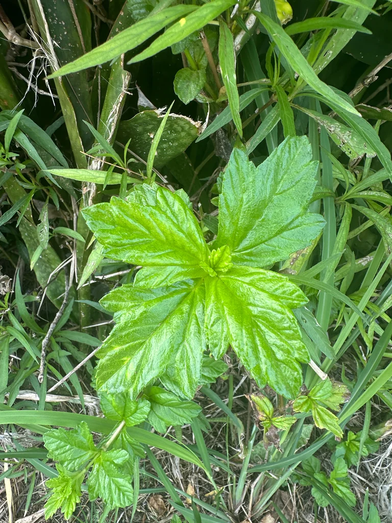 Wedelia Trilobata