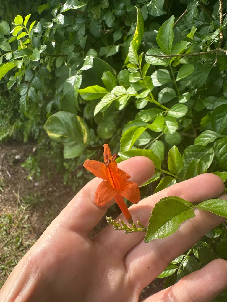 Tecoma Capensis