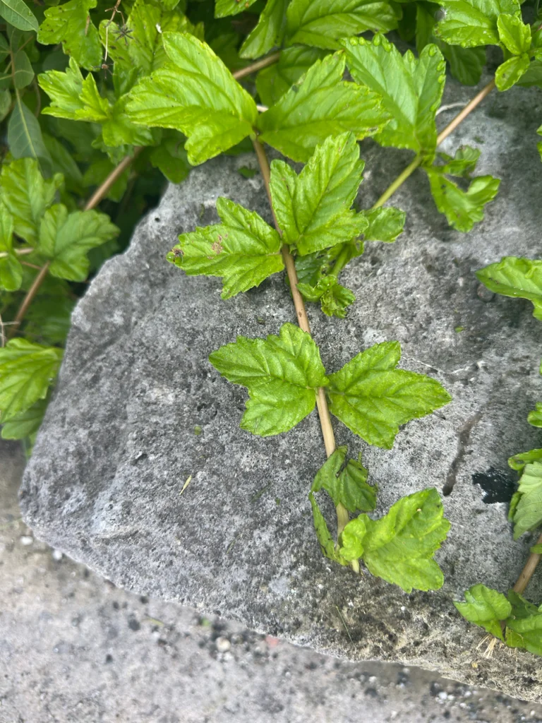 Wedelia Trilobata