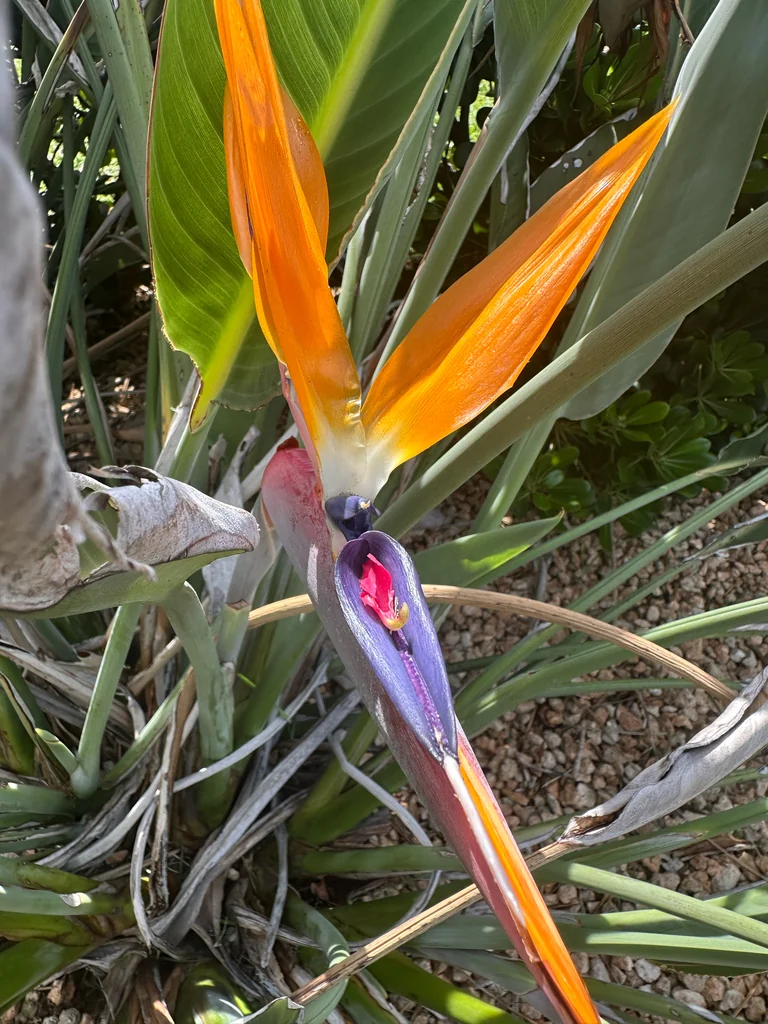 Strelitzia Reginae