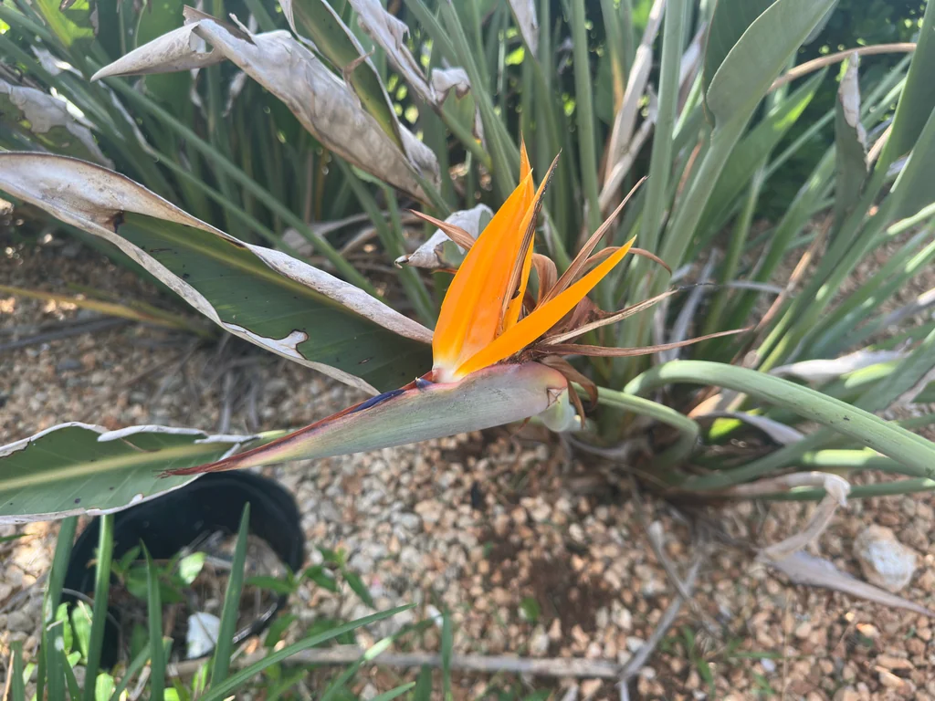 Strelitzia Reginae