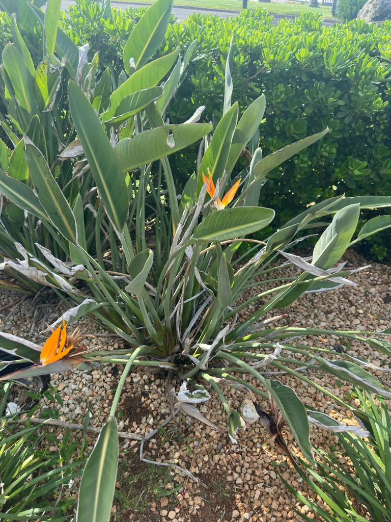Strelitzia Reginae