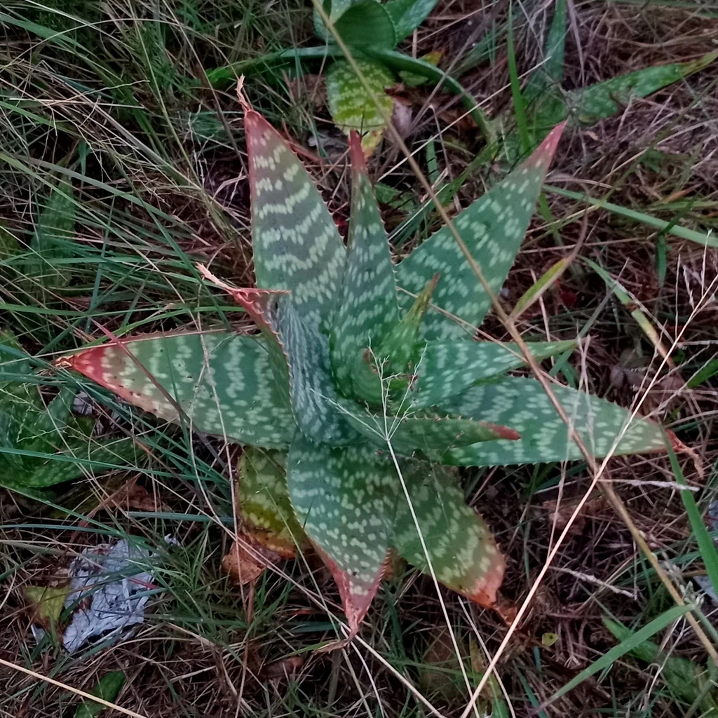 Aloe Maculata