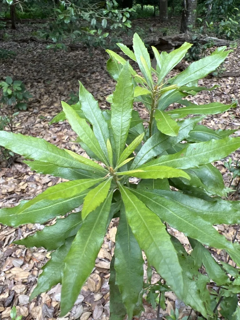 Morella Cerifera