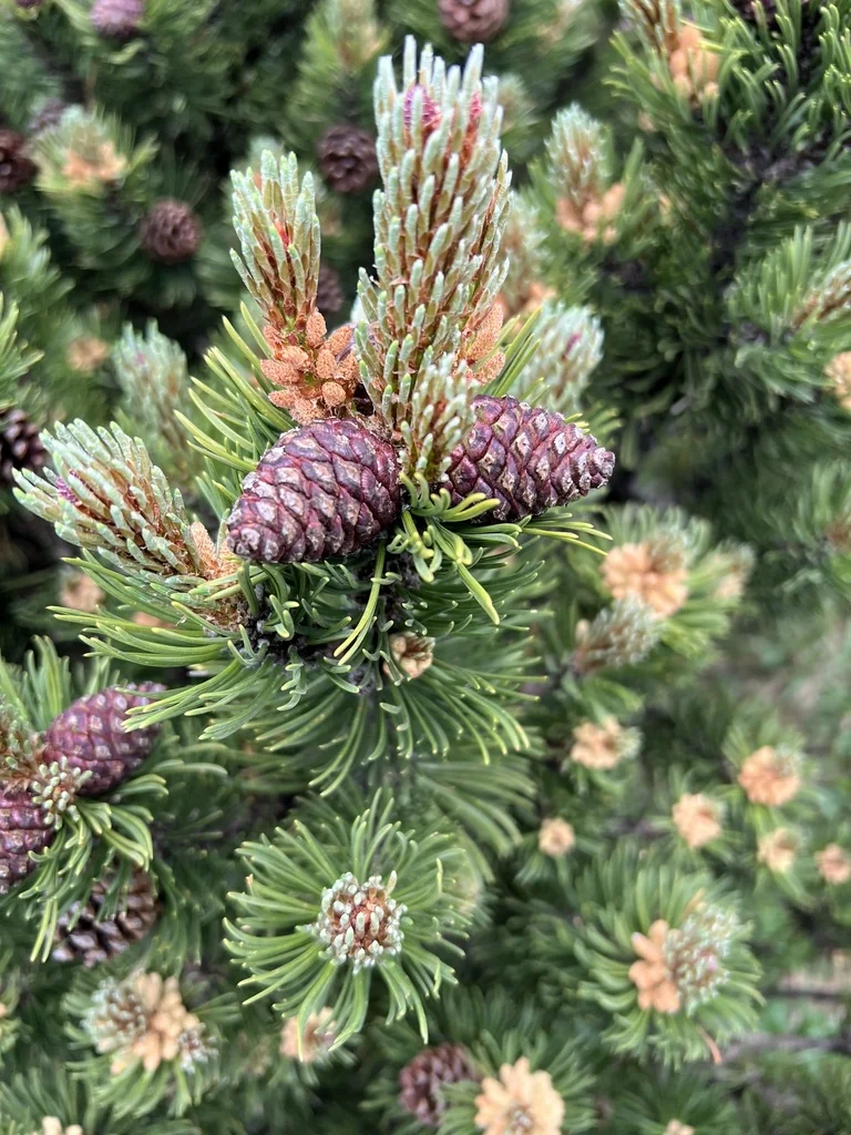 Pinus Mugo Mugo