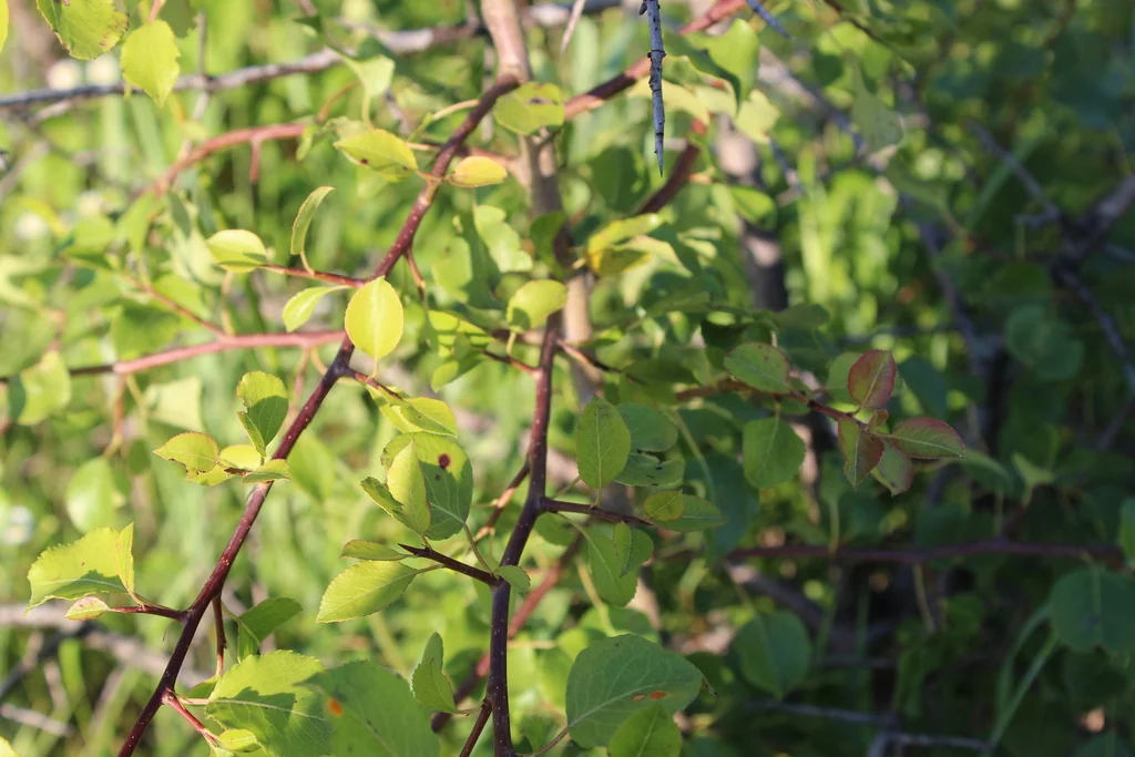 Pyrus Communis