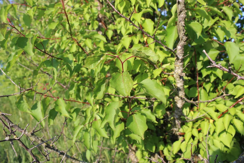 Prunus Armeniaca