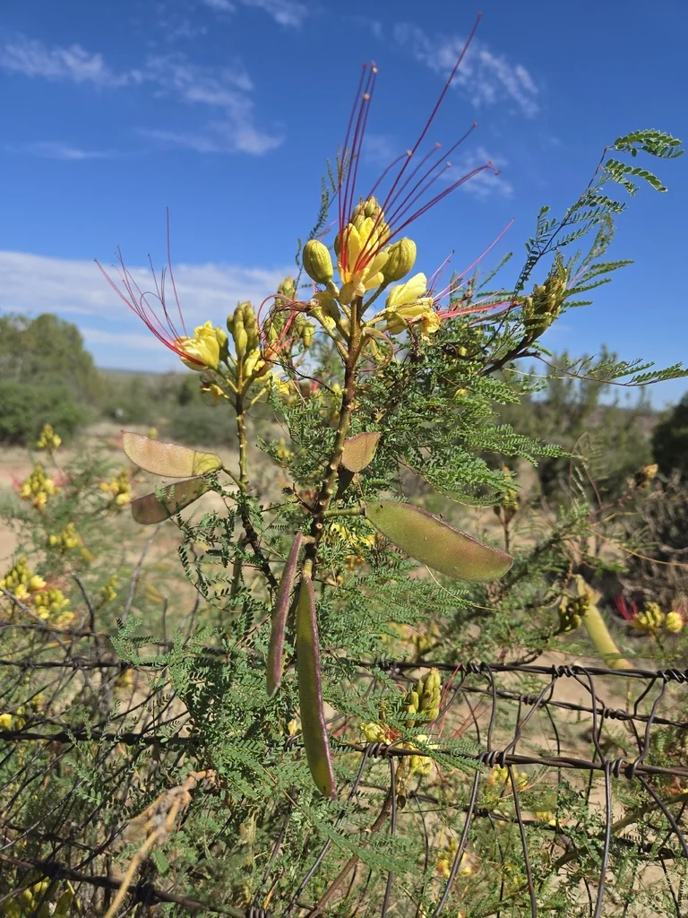 Caesalpinia Gilliesii