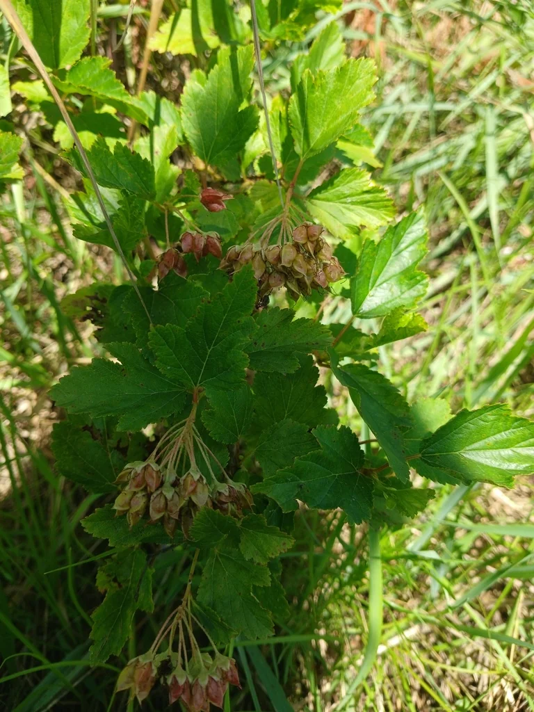 Physocarpus opulifolius