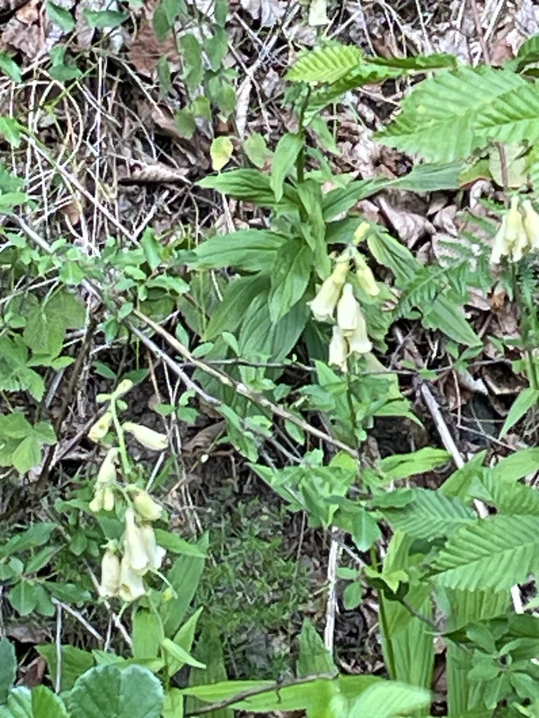 Digitalis Grandiflora
