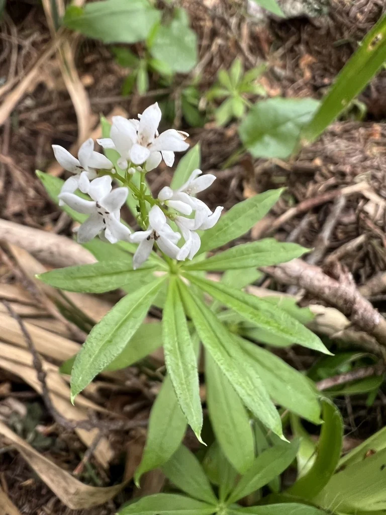 Galium Odoratum