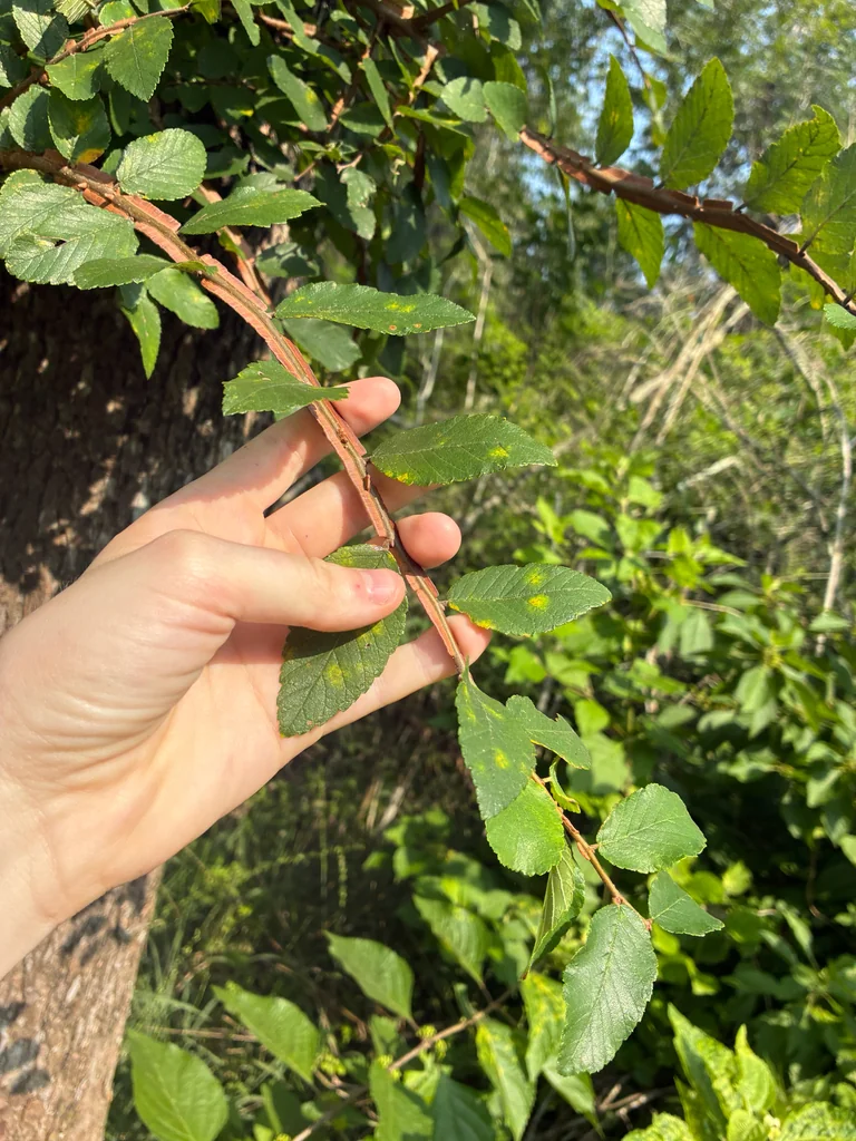 Ulmus Crassifolia