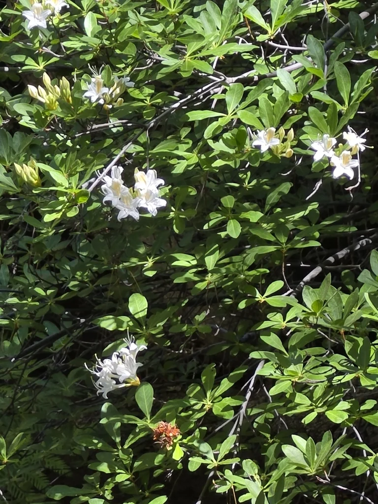 Rhododendron Occidentale