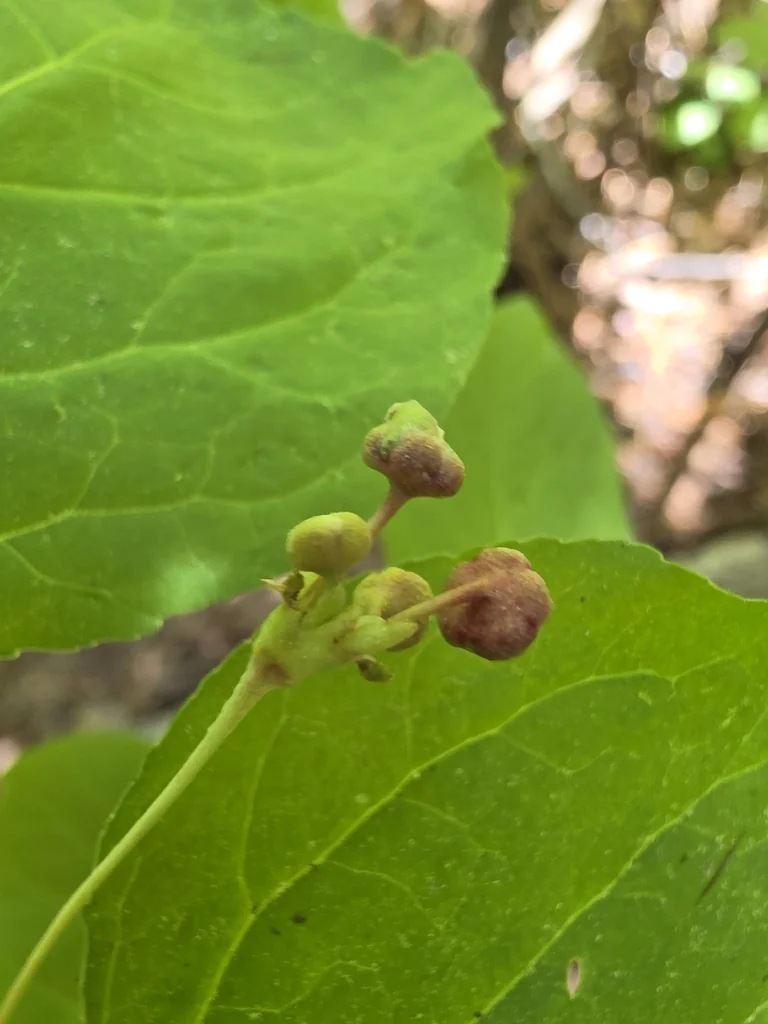 Euonymus Occidentalis