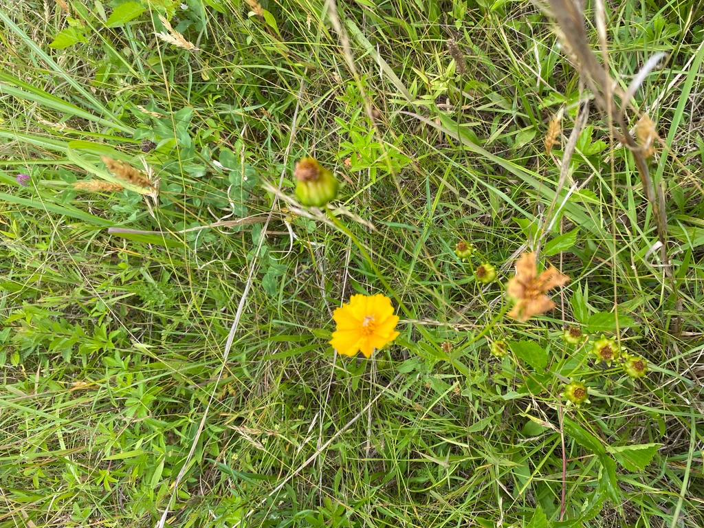 Coreopsis Lanceolata