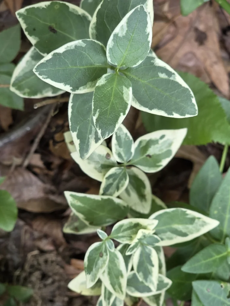 Vinca major