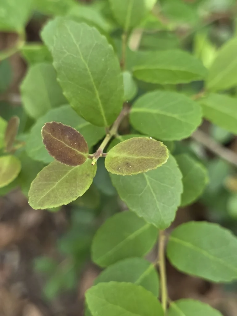 Ilex Vomitoria
