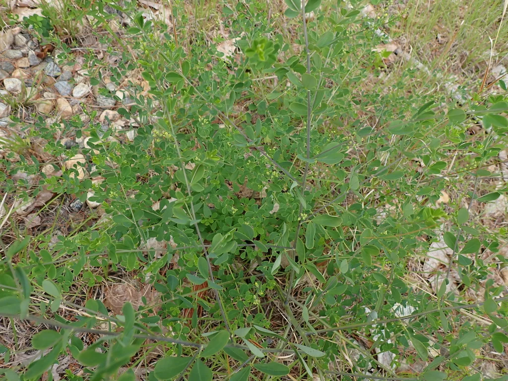 Baptisia Tinctoria