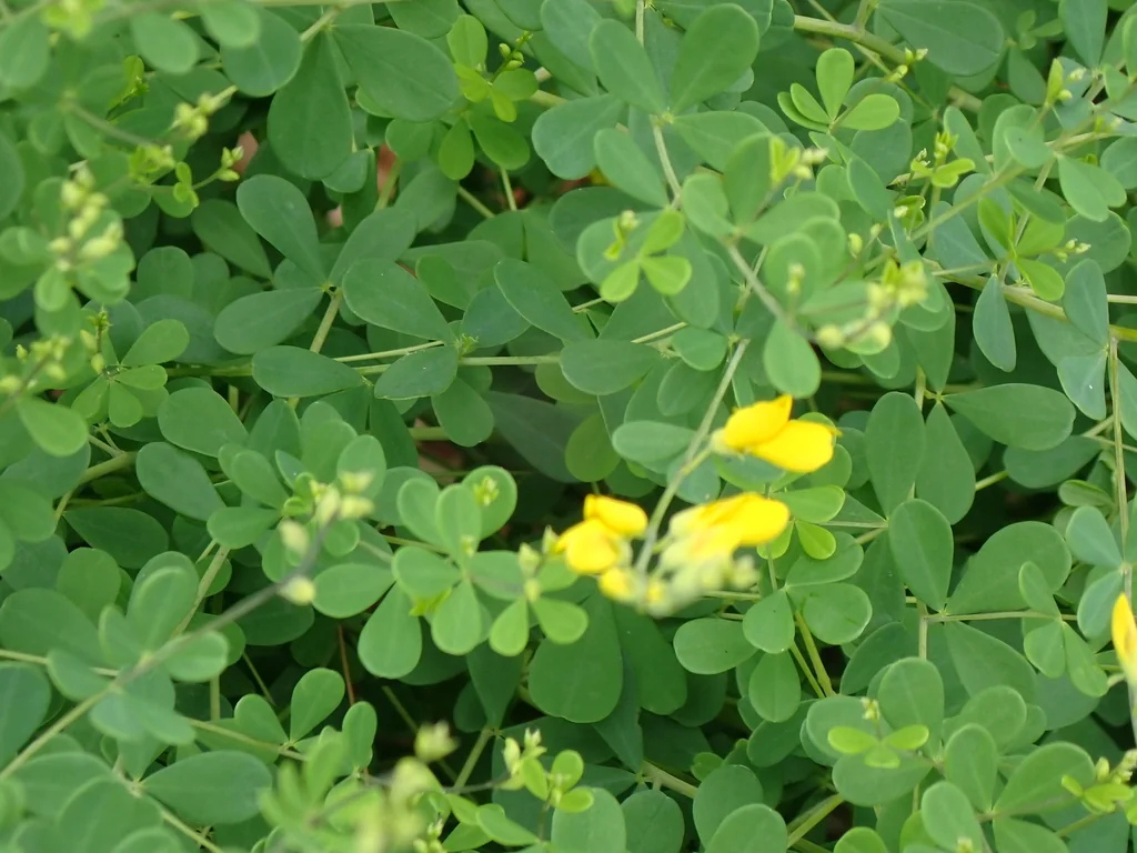 Baptisia Tinctoria